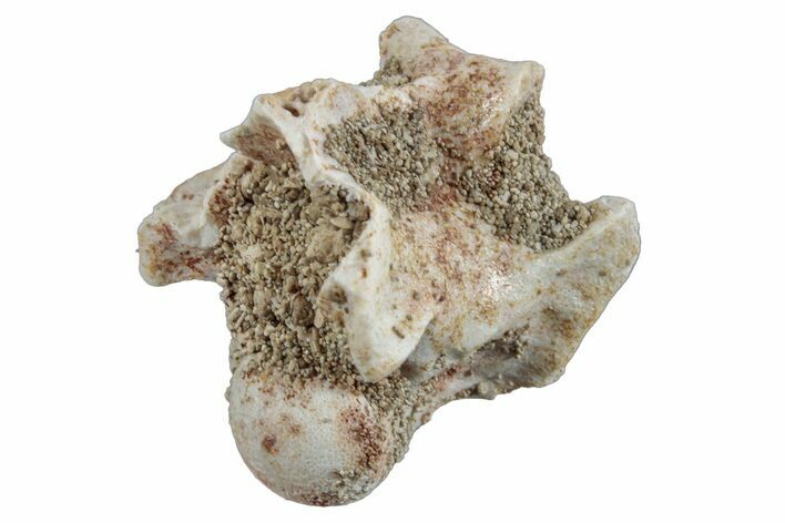 Fossil Sea Snake (Palaeophis) Vertebra - Morocco #261625